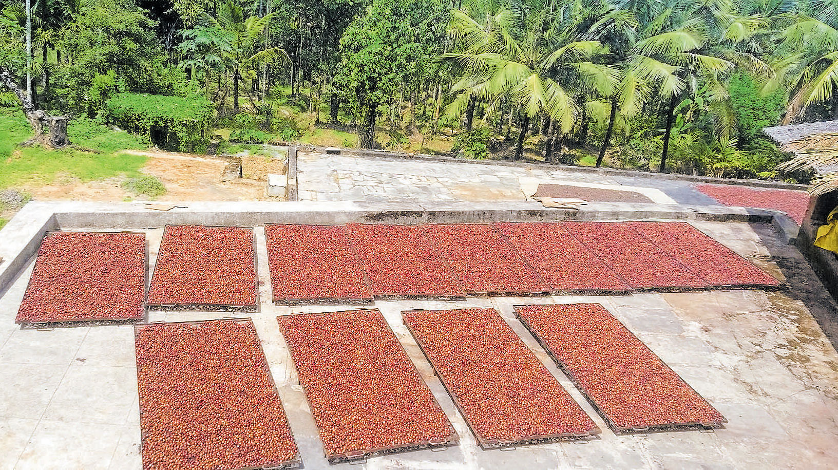 Red arecanut is kept for drying in Kalasa. DH photo