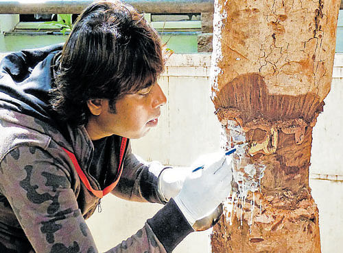 Urban conservationist Vijay Nishanth treats a tree infected with chemicals. DH PHOTOS