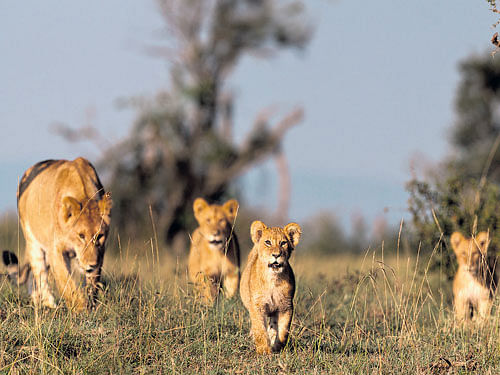DOWNFALLAfemale lion and her cubs at the MasaiMaraGameReserve in Kenya; (below) a male lion amidst tall grass in Africa. PHOTO CREDIT: NICK GARBUTT & CHRISTIAN SPERKA VIA NYT