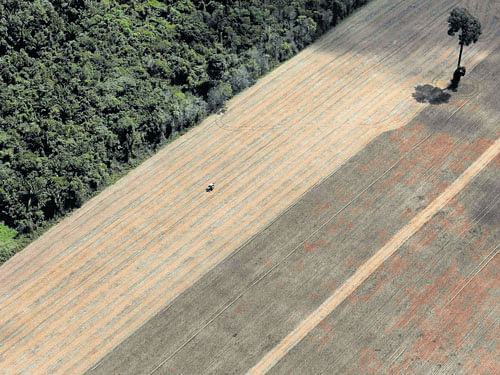 STRIPPED BARE: A wheat plantation that used to be virgin Amazon rain forest in Brazil. A growing number of scientists are warning that wide-scale deforestation may already be directing precipitation away from places long accustomed to it. REUTERS