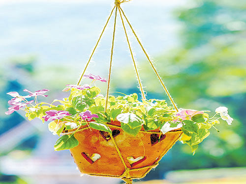 mind IT Drainage is an important factor to consider before hanging baskets or containers.