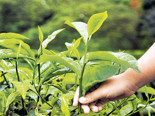The east brings tea industry's cup of woes to the boil
