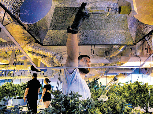 An employee adjusts light bulbs at an agro facility that provides medical marijuana, in West Linn, Oregon. INYT
