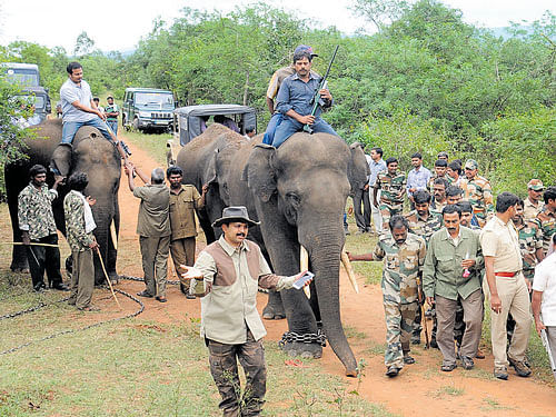 cat catch: Elephants Ganesh, Parthasarathy and Rohit from Rampura elephant camp take part in 'Operation Tiger'  at Hadanuru village in H D Kote taluk on Wednesday. dh Photo