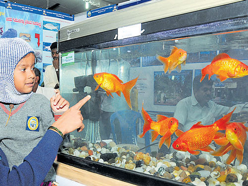 A woman helps her child to take a look at the fish on display at 'Matsya Mela' organised as part of Krishi Mela in the City  on Thursday. dh photo