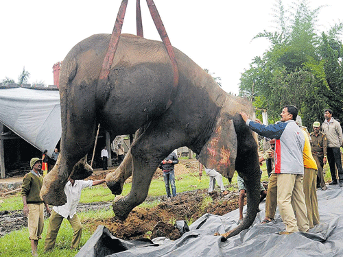 Cruel death: The carcass of female elephant, named Chanchal, which died after a prolonged illness and months of neglect by its caretakers, is being lifted up at Fun Fort Recreation Centre in Srirangapatna taluk, Mandya district, on Thursday. DH PHOTO