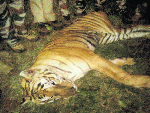 The carcass of  the tiger shot dead in Hediyala forest, HD&#8200;Kote in Mysuru. DH&#8200;PHOTO