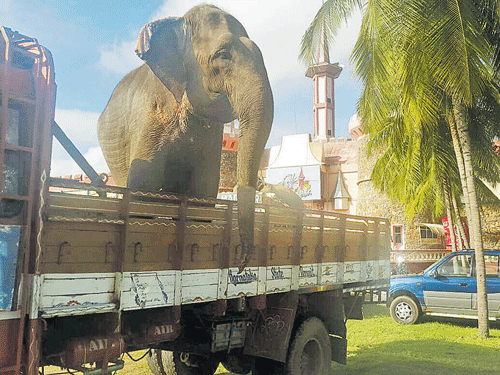 One of the four jumbos belonging to Gemini Circus is being shifted out of a now-defunct amusement park in Srirangapatna, Mandya district, to the Forest Department's elephant rescue and rehabilitation centre at Doddaharave in Mysuru district on Saturday.&#8200;PHOTO by special arrangement
