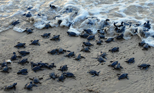 Olive Ridley sea turtles. Reuters file photo
