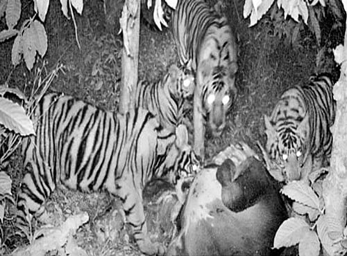 A CCTV grab of the tigers at a coffee estate at Kutta in Virajpet taluk, Kodagu district.