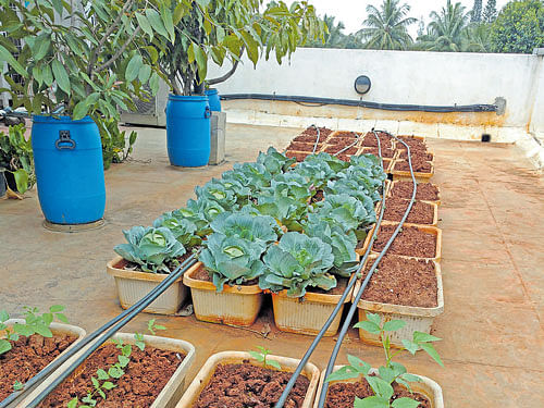 A range of vegetables, fruits and greens are grown on this rooftop garden at the Indian Institute of Human Settlements in Bengaluru. Food leftovers and vegetable waste fromthe kitchen return to the garden as manure. DH
