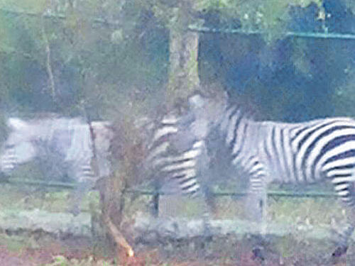 The newstriped inmates at the Bannerghatta Biological Park.