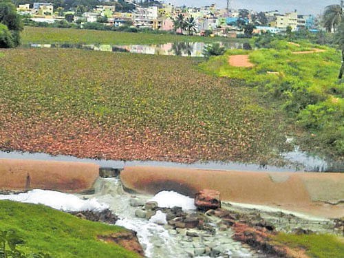 The Doddabidarakallu lake is dying due to rampant encroachments, apathy of civic agencies and discharge of sewage into the waterbody. DH&#8200;PHOTO