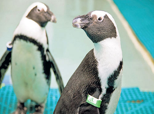 CHOOSING A MATE African penguins Derek, left, and Vello, in a breeding programme, at the Greensboro Science Center in Greensboro, North Carolina.