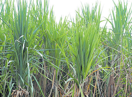 Sugar factories owe Rs 600 crore as arrears to farmers for the years 2014-15. DH PHOTO