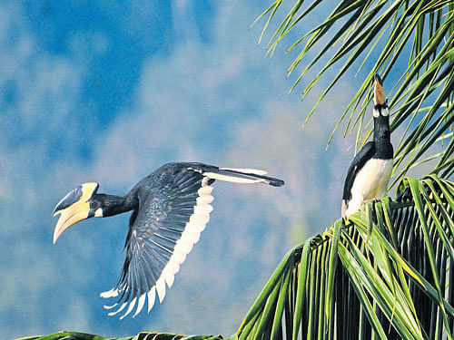 Eighty per cent of the funds raised from the event would be donated to the Hornbill Nest Adoption Programme in Arunachal Pradesh. DH&#8200;FILE PHOTO