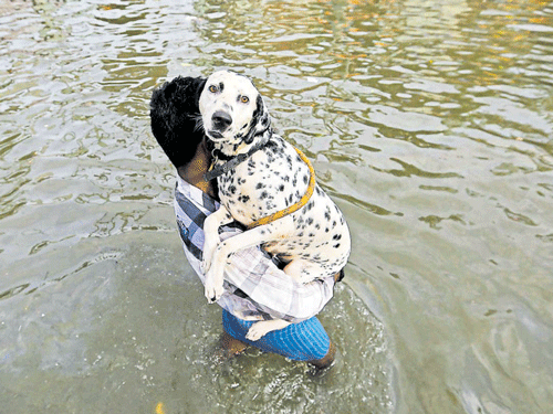 A man carries a dog as he wades through a flooded street in Chennai on Thursday. REUTERS