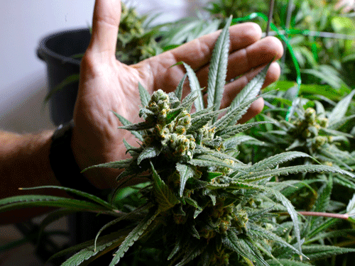 Several studies have demonstrated that the primary active constituent of cannabis, delta-9-tetrahydrocannabinol (delta-9-THC), induces transient psychosis-like effects in healthy subjects similar to those observed in schizophrenia. Reuters file photo