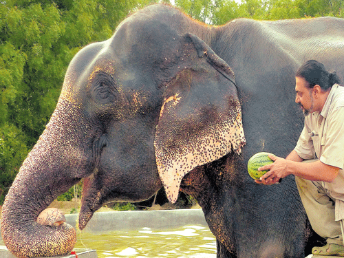 Kartick feeds rescued elephant Raju at SOS Elephant Conservation and Care Centre in Mathura. Courtesy Wildlife SOS