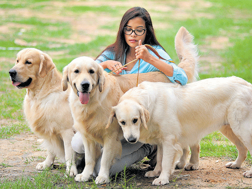 A woman with her Golden Retriever pets at the 34th and  35th All Breed Championship Dog Shows organised by the Bangalore Canine Club at RBANMS Grounds on Saturday.  dh photo