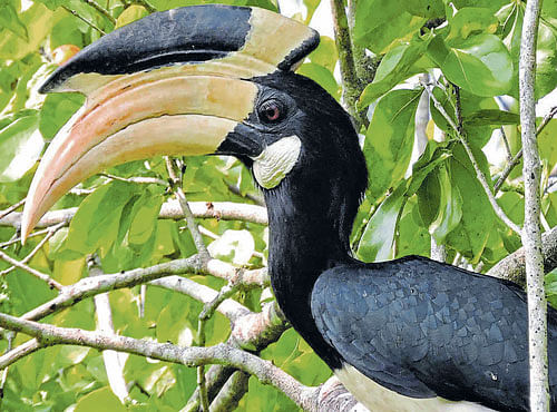 TIME TO CONSERVE Malabar pied hornbill