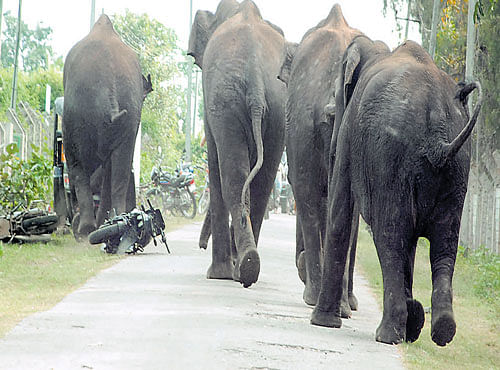 ON THE RAMPAGE: Jumbos march ahead after pushing aside two-wheelers parked along the road near Taraka reservoir in HD Kote taluk of Mysuru district. DH PHOTO