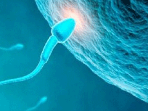 Researchers at the University of Warwick in London discovered that all sperm tails (flagella) rotate in a counter-clockwise motion as they beat to enable them to move through and against the motion of a fluid. Screen grab.