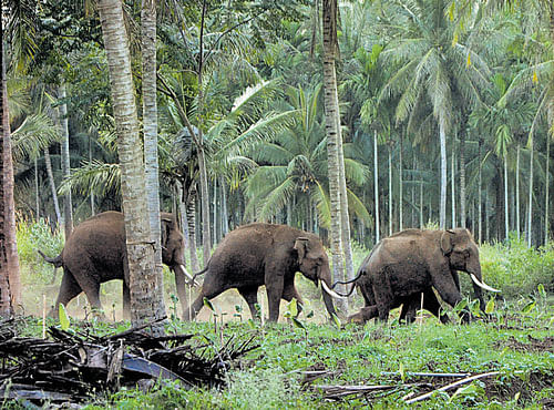 The efforts of Forest department to drive this herd of elephants back into the forest have turned futile. DH PHOTO