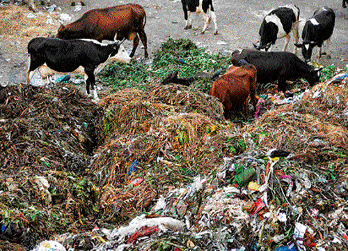 Bengaluru is in garbage crisis mode, yet again. Sparked by an avalanche of nasty pile-ups across the city, the problem has assumed monstrous proportions. DH file photo