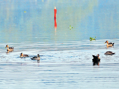 Ducks at Karanji Lake Nature Park during a bird watching programme organised by Mysore Natures Ark in Mysuru on Sunday. DH photo