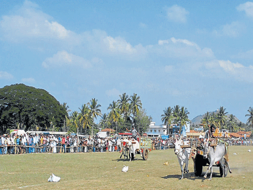 Participants at a bullock cart race held at the Government  PU College grounds in Holenarasipur, Hassan district, on  Sunday. DH&#8200;PHOTO