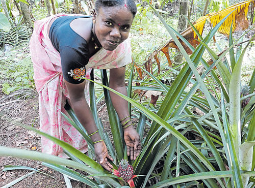SIMPLE PRIDE A woman shows a pineapple from a home garden.