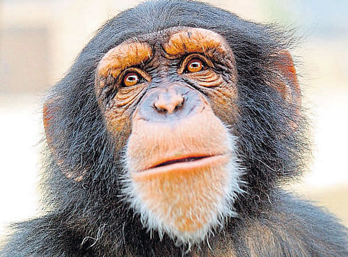 RECORDS Angel, a chimpanzee at Chimp Encounter at the Boney Poney ranch in California.