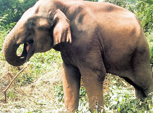 ABANDONED:Mohan, the elephant in distress. DH PHOTO