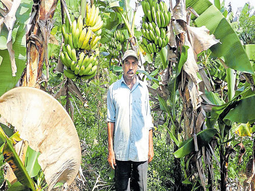 Banana crop has started ripening in the farm of D D Lakshmanagowda at Phalguni village  in Mudigere taluk. DH photo