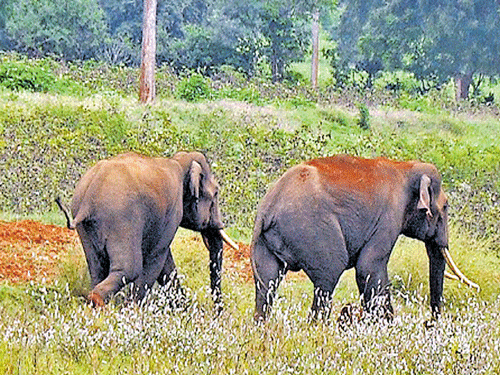 Elephants are very intelligent animals. They share and pass on information to others and young ones based on experiences and adaptations. DH&#8200;FILE&#8200;PHOTO