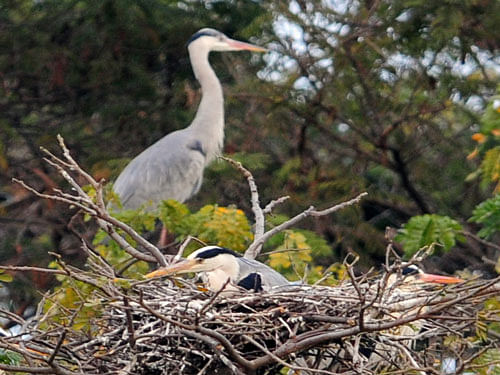 Bird's nest, dh file photo