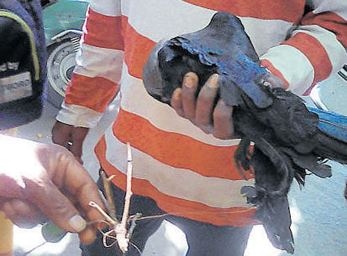The crow that was entangled in a manja string in Okalipuram was rescued by Chetan of People for Animals.