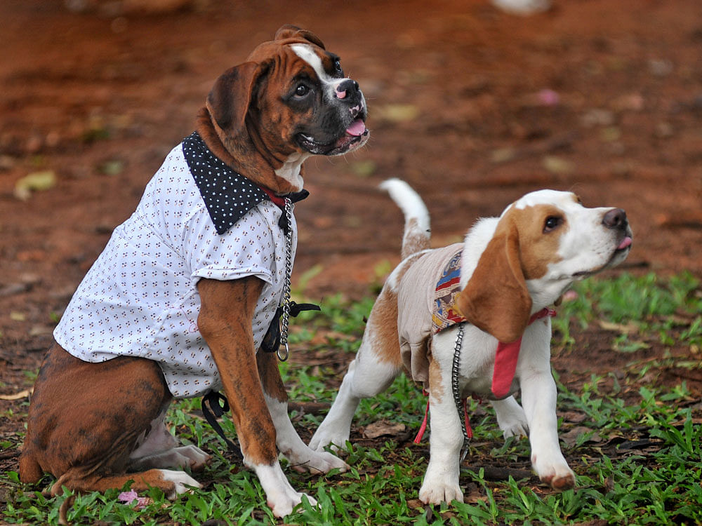 According to researchers from the University of Pisa's Natural History Museum in Italy, the ability may have emerged in dogs during the process of domestication. DH file photo