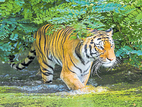 India's tiger population shows 30% rise from 1,706 in 2011 to 2,226 in 2014