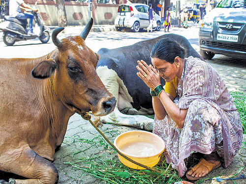 After selfie, here comes cowfie to raise awareness about cow