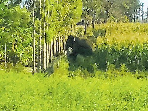 One of the two elephants that were camping at a farm at Ponnadahalli in Periyapatna taluk of Mysuru district on Thursday. DH photo