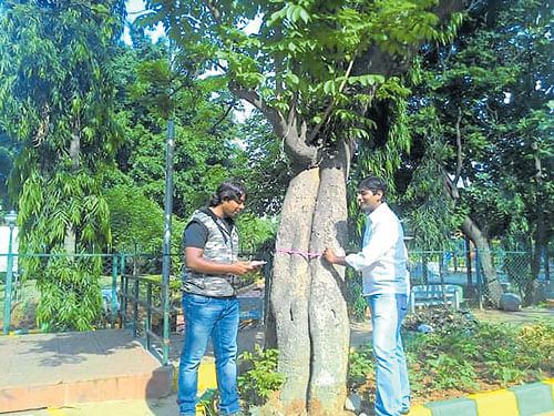 green crusaders: Two team members of Project Vruksha measure the girth of a tree on Kanakapura Road and digitise it. DH PHOTO