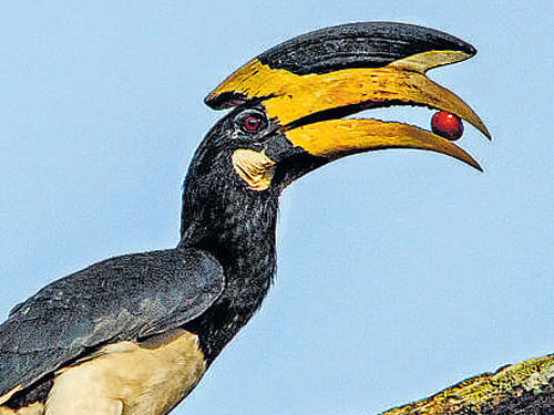 Malabar pied hornbill. Photo by author
