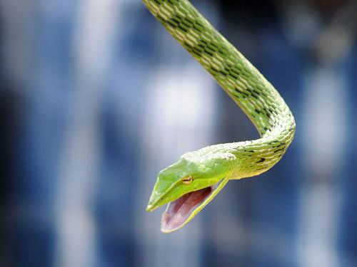 Facultative parthenogenesis, or asexual reproduction in an otherwise sexually reproducing species, appears to be common among snakes, researchers said. dh file photo