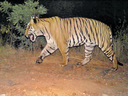 The study has identified 14 big cats in the two forests through camera trap.