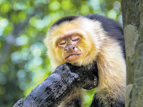 A capuchin monkey. Researchers have found that compared with big mammals, smaller species tend to sleep more during the day and in short bouts. The time each primate species spends asleep generally corresponded to its physical size. The one big exception, however, is the human species.