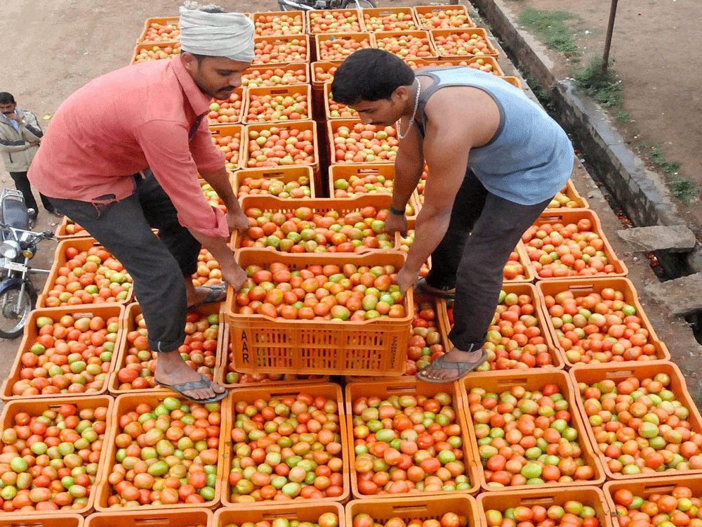 Wholesale vegetable dealers in Bengaluru say that tomatoes are procured from Hoskote, Mandya and Kolar and the supply had declined in the past 15 days. pti file photo