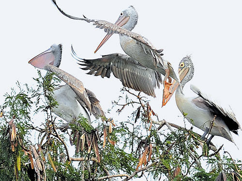 A flock of pelicans take refuge at Madiwala Lake in the City on Friday. DH Photo / Srikanta Sharma R