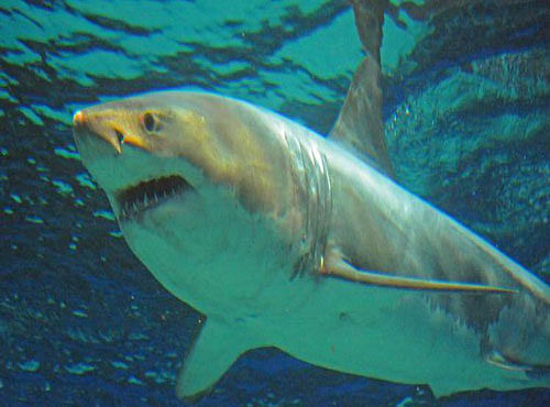 The shark, about 3.5 metres in length, was trapped in a fisherman's net and taken to an aquarium on the southern Japanese island of Okinawa on Tuesday. Picture courtesy Twitter